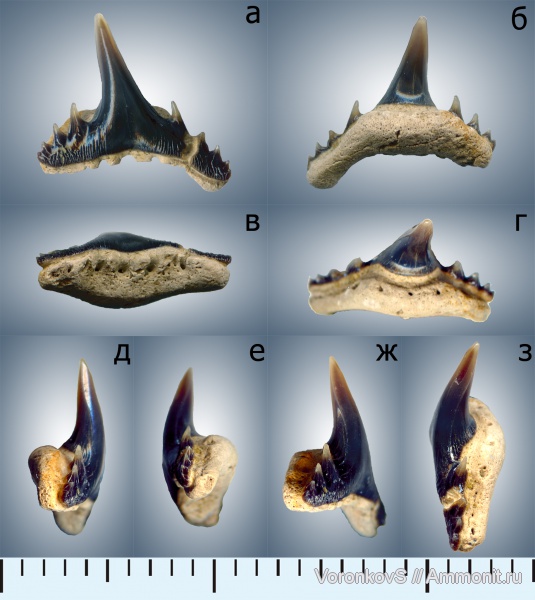 мел, зубы, акулы, Саратов, сеноман, Synechodus, Synechodontiformes, Cenomanian, Cretaceous, teeth, sharks
