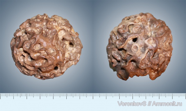 губки, верхний мел, Porifera, Plocoscyphia, сантон, Plocoscyphia ovale, Santonian, Upper Cretaceous