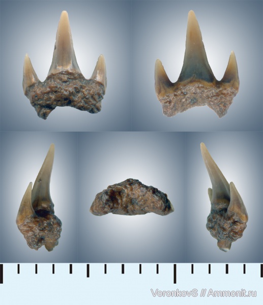 мел, зубы, акулы, Саратов, сеноман, Cenomanian, Cretaceous, teeth, sharks