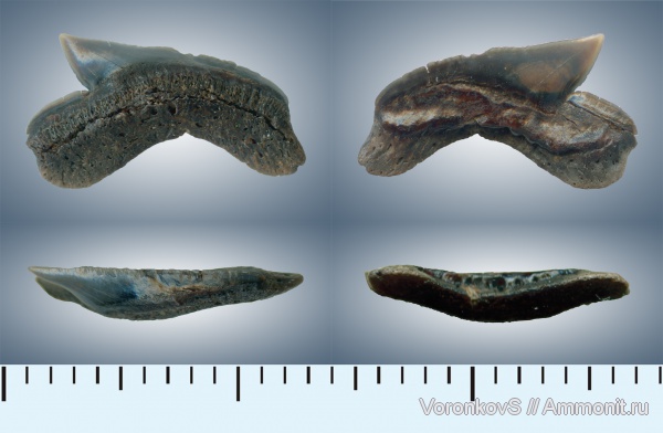 мел, зубы, акулы, Саратов, сеноман, Cenomanian, Cretaceous, teeth, sharks