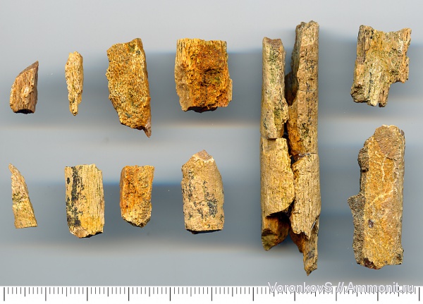 рептилии, позвоночные, кости, кампан, Campanian