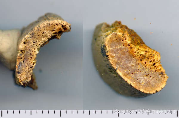 рептилии, позвоночные, кости, кампан, Campanian