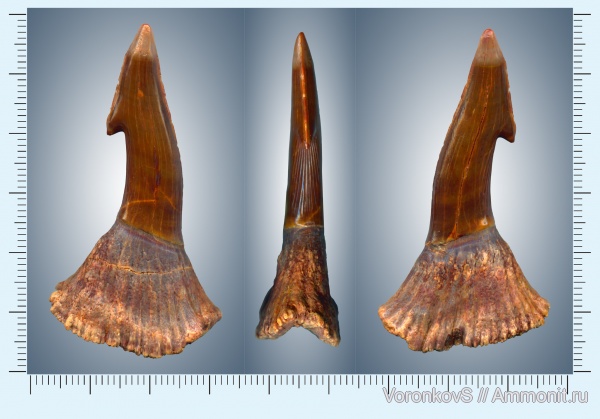 зубы, Марокко, Onchopristis, Onchopristis numidus, teeth