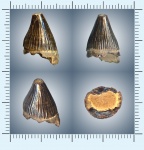 Зуб ихтиозавра рода Platypterygius