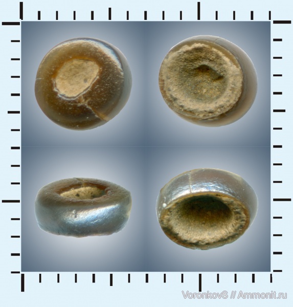 мел, зубы, Саратов, сеноман, зубы рыб, Pycnodontiformes, Cenomanian, Cretaceous, teeth, fish teeth