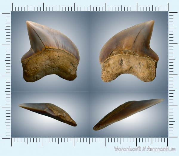 Squalicorax, Саратов, зубы акул, Саратовская область, кампан, Squalicorax kaupi, Campanian, shark teeth