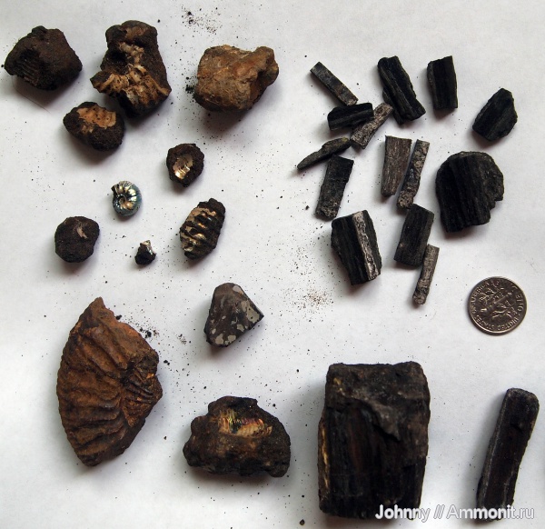 аммониты, окаменевшее дерево, Московская область, Ammonites