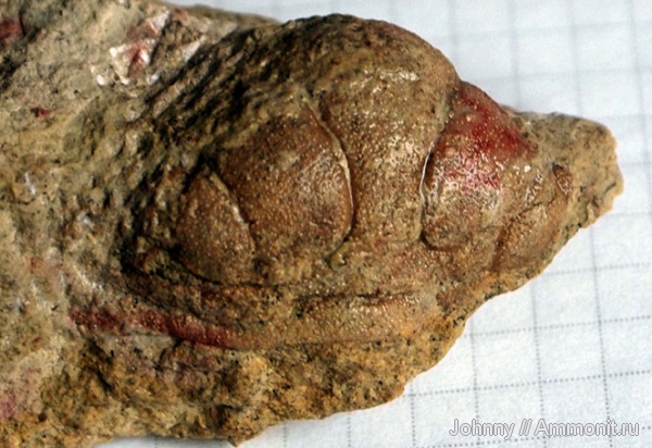 трилобиты, ордовик, р. Волхов, Ленинградская область, Metopolichas, Lichida, Lichidae, Ordovician