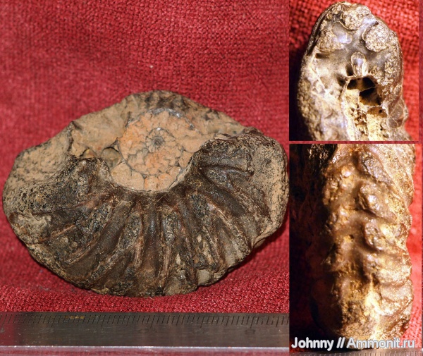 аммониты, мел, альб, Hoplitidae, Ammonites, Albian, Cretaceous