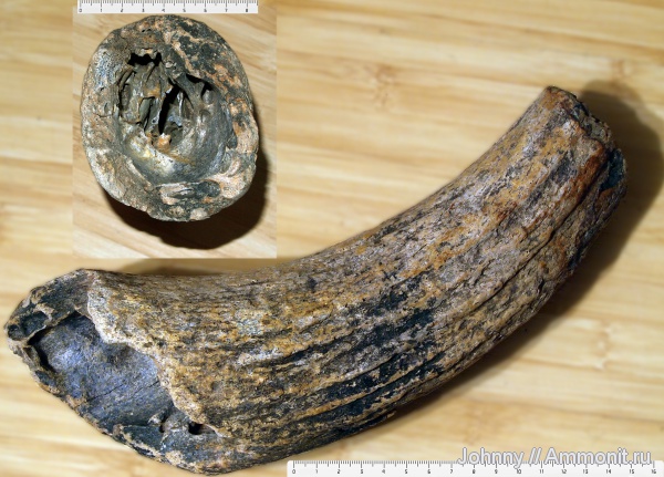 млекопитающие, бизоны, четвертичный период