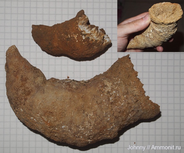 карбон, кораллы, Русавкино, ругозы