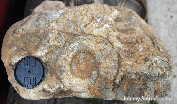 аммониты, морена, Ammonites
