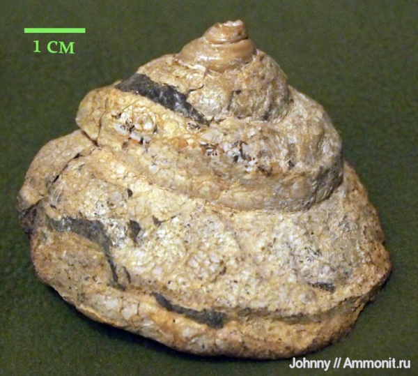 гастроподы, Bathrotomaria, Pleurotomaria, брюхоногие моллюски, морена