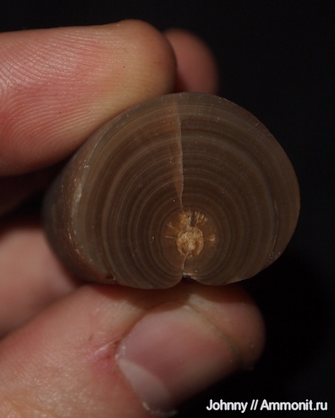 белемниты, belemnites