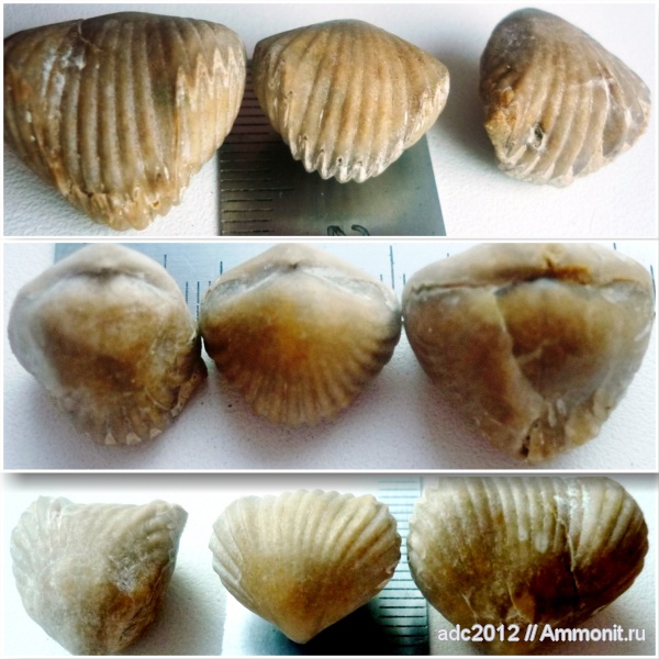 брахиоподы, Rhynchonellida, Харьковская область