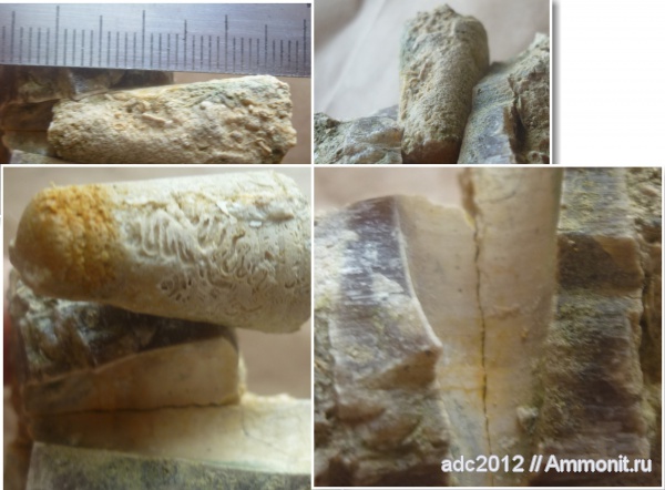 белемниты, Украина, Харьковская область, belemnites