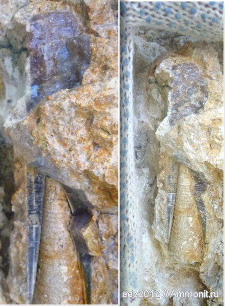 белемниты, Харьковская область, belemnites