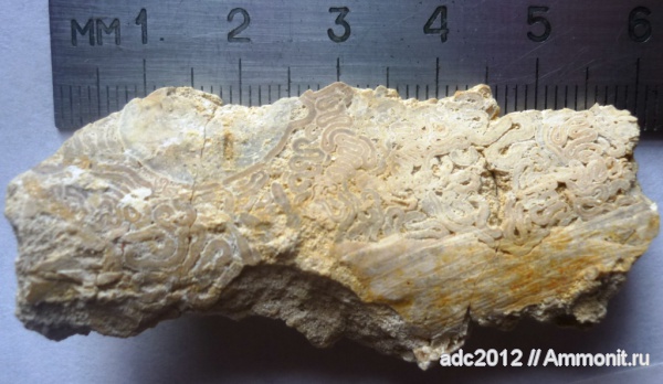 ихнофоссилии, Харьковская область