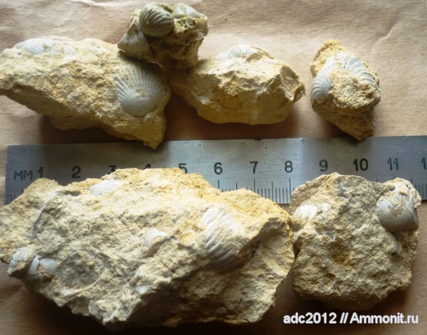 брахиоподы, Харьковская область