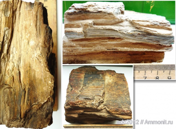 окаменевшее дерево, Украина, Черновицкая область