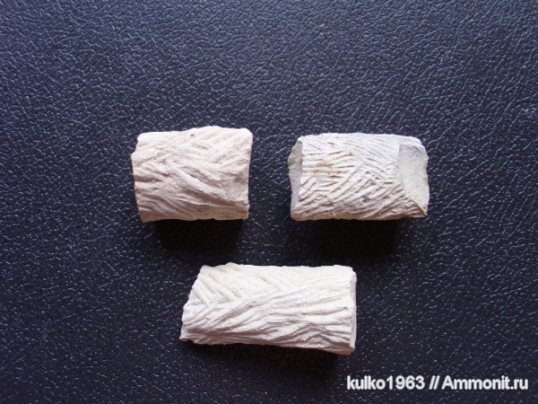 мел, мезозойская эра, ихнофоссилии, Белгородская область, Spongeliomorpha, Cretaceous