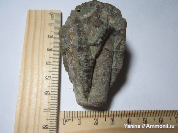 белемниты, головоногие моллюски, Украина, belemnites