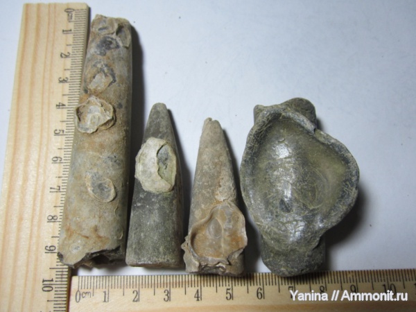 белемниты, головоногие моллюски, Украина, belemnites