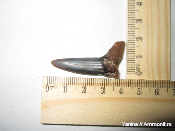 зубы, акулы, Украина, teeth, sharks