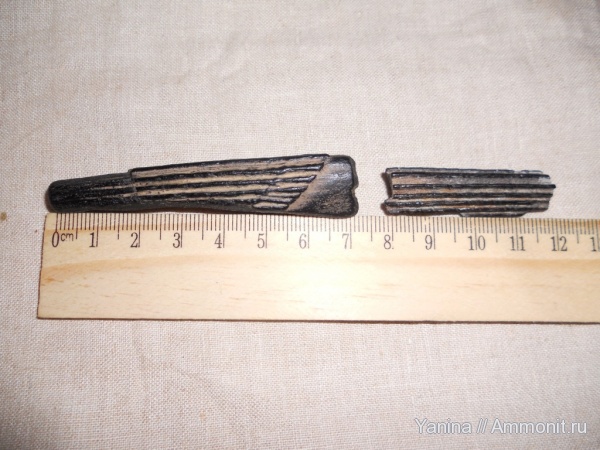 рыбы, гибодус, плавниковые шипы, fish