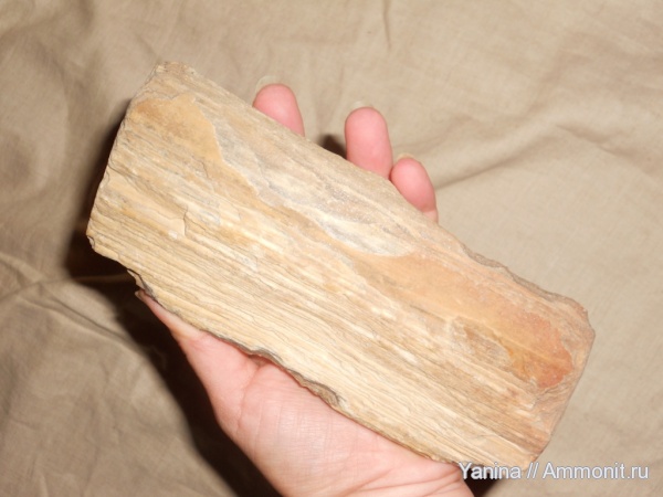 окаменевшее дерево