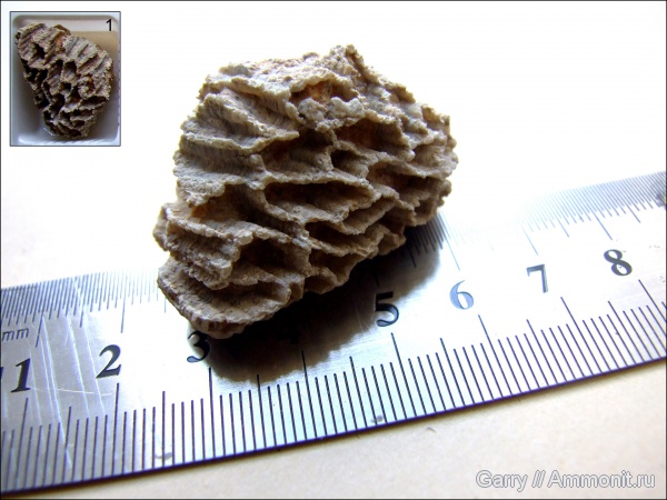 кораллы, Tabulata, Halysites