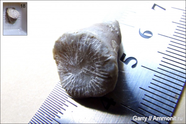 кораллы, Rugosa