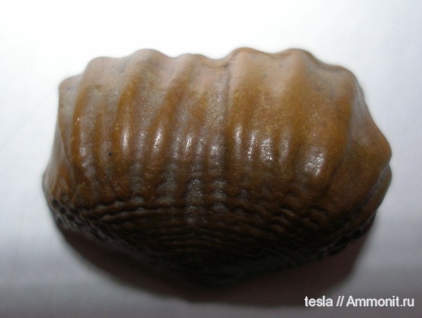 брахиоподы, Московская область