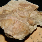 кусочек породы,найденный на реке Юхоть.В нём окаменелые остатки кого-то.помогите опознать))))