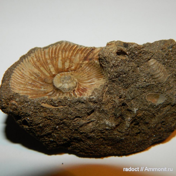 юра, волжский ярус, Глебово, Volgian, Jurassic