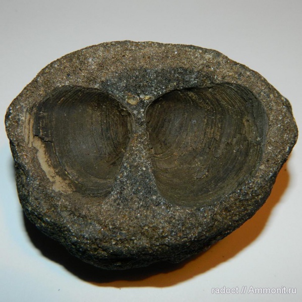 двустворки, мезозой, Глебово