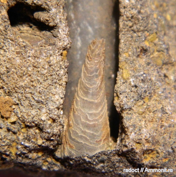 белемниты, мезозой, волжский ярус, фрагмоконы, Глебово, Volgian, belemnites, phragmocones