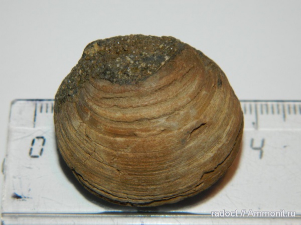 мезозой, двустворчатые моллюски, Глебово