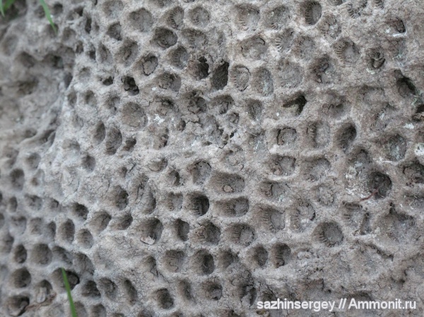 Окаменелости из Башкирии