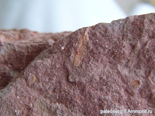 девон, Devonian, Ленинградская область, наровский горизонт, Psammolepididae