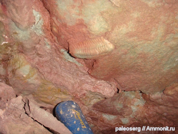 трилобиты, ордовик, Ленинградская область, Diaphanometopus volborthi, Diaphanometopus, Diaphanometopidae, Ordovician