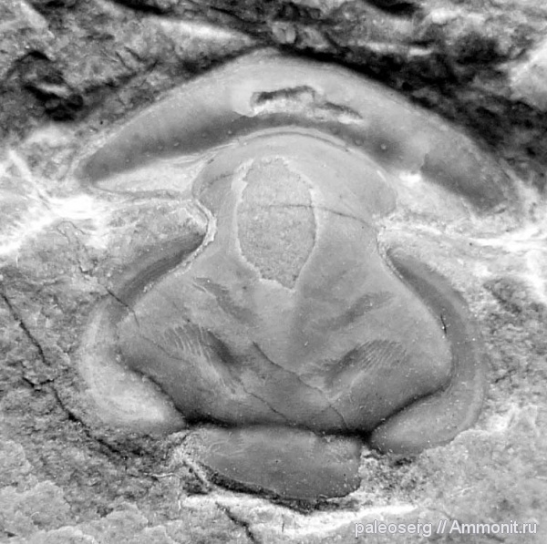 трилобиты, ордовик, Ленинградская область, Eorobergia nereciensis, Eorobergia, Ordovician