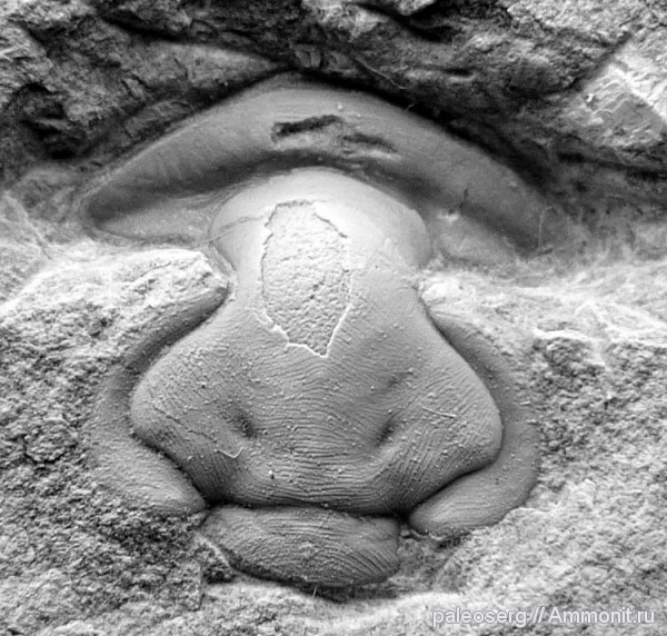 трилобиты, ордовик, Ленинградская область, Eorobergia nereciensis, Eorobergia, Ordovician