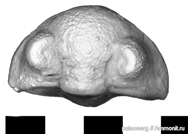 трилобиты, ордовик, Ленинградская область, Estoniops, Estoniops mannili, Pterygometopidae, Ordovician