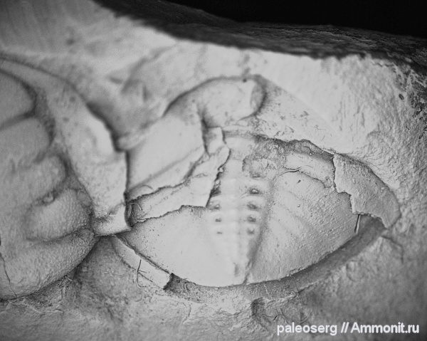 трилобиты, ордовик, Восточная Сибирь, Ordovician