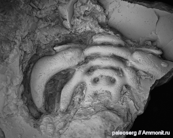 трилобиты, ордовик, Cheiruridae, Восточная Сибирь, Ordovician