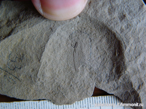 насекомые, Татарстан, верхняя пермь, Prosbolidae, Sojanoneura