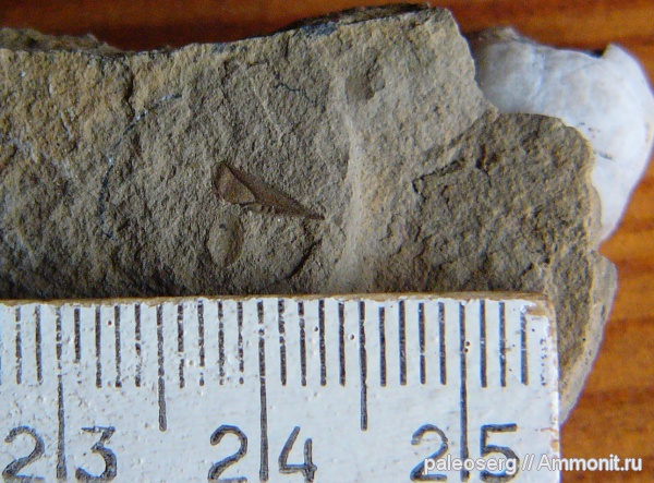 насекомые, Татарстан, верхняя пермь, Coleoscyta, Coleoscytidae