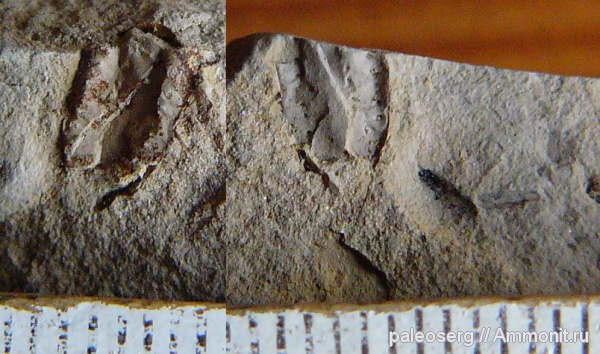 насекомые, членистоногие, Татарстан, верхняя пермь