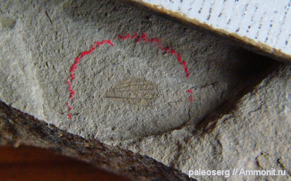 насекомые, Татарстан, верхняя пермь, Grylloblattida